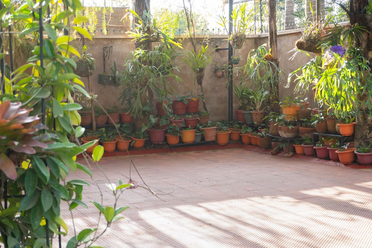 Courtyard lined with potted plants and climbing greenery